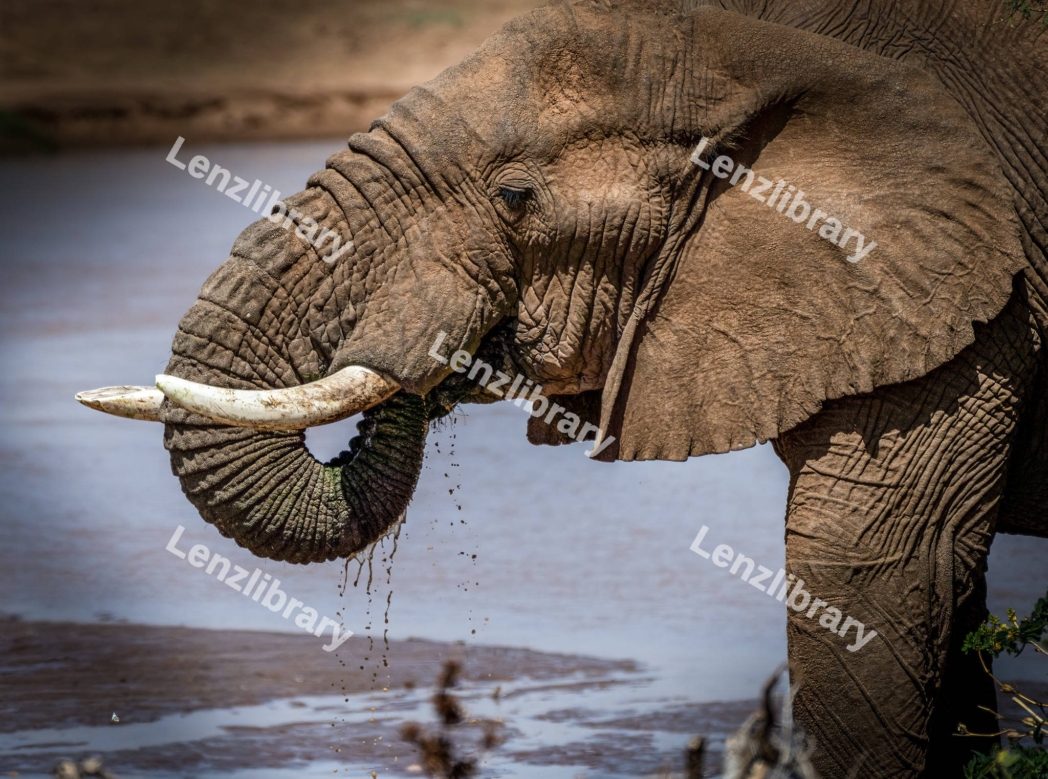 African Elephant eating grass